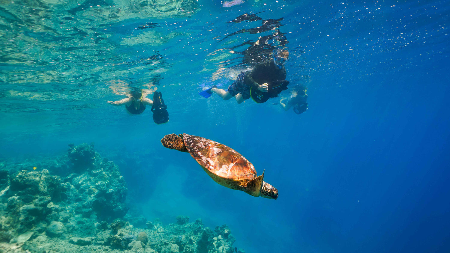 Snorkeling Safaris